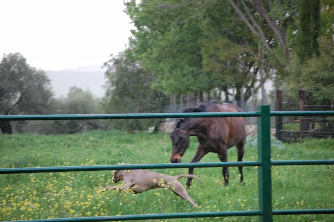 Casa Rural El Vihuelo Otel El Bosque Dış mekan fotoğraf